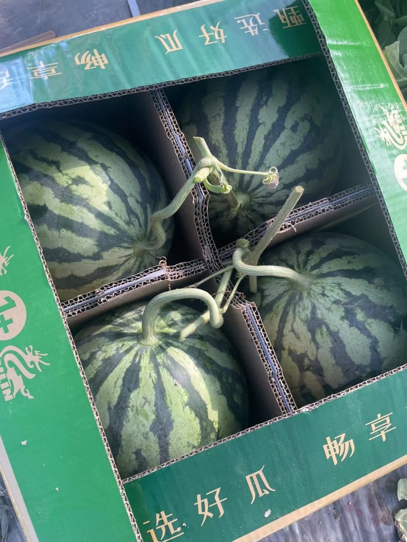 精品美都西瓜基地直供现采现发全国代发脆甜爽口