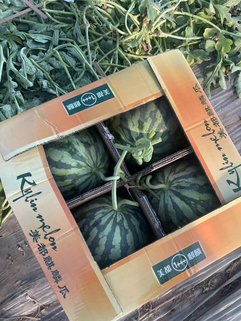 精品美都西瓜基地直供现采现发全国代发脆甜爽口