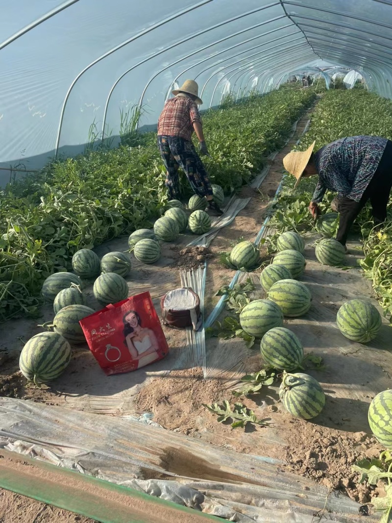 精品美都西瓜基地直供现采现发全国代发脆甜爽口