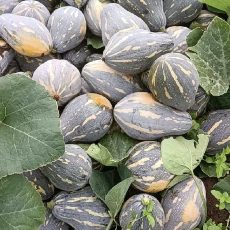 精品香芋南瓜新鲜采摘很甜的南瓜香芋南瓜比金韩蜜本老南瓜甜