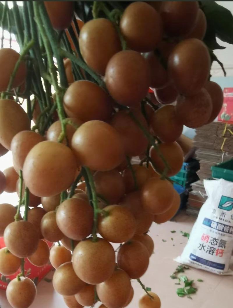 广西浦北黑黄皮/黄皮果/产地货源/全国供应批发市场