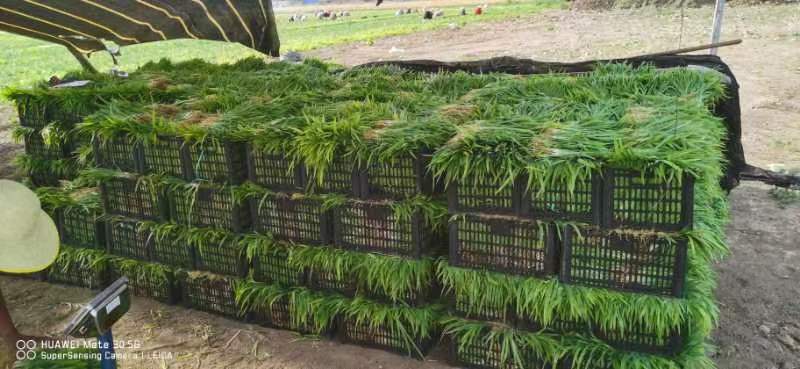 射干种苗，基地直发，可绿化观赏，产品优质易存活，一手货源