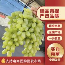 陕西温鹏青提葡萄大量上市，可大量供应市场电商