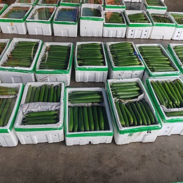 正宗露天油皮丝瓜质量有保障