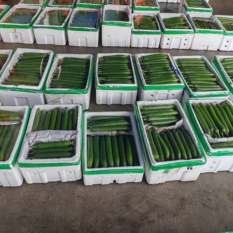 正宗露天油皮丝瓜质量有保障