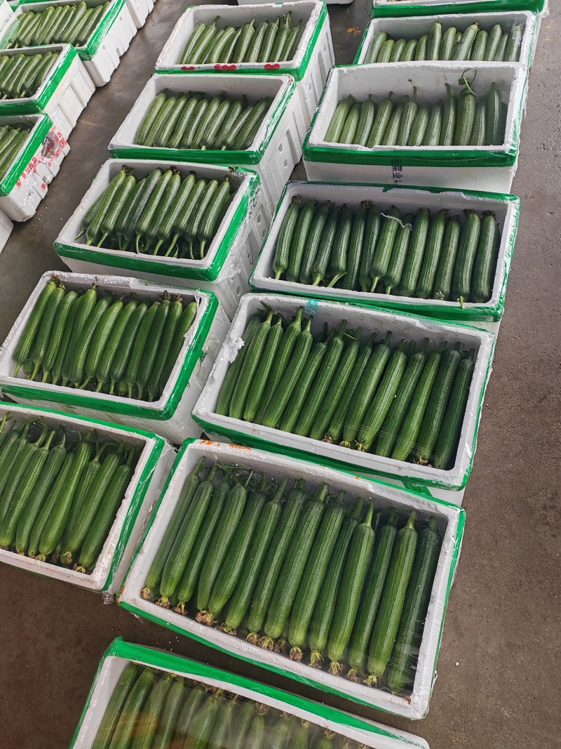 正宗露天油皮丝瓜质量有保障