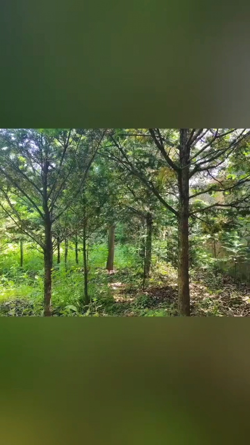 红豆杉小苗杯苗占地苗定植树。东北货源耐寒成活率高。