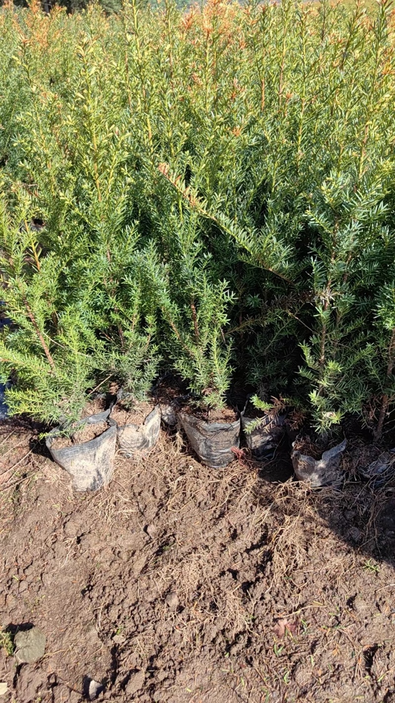 红豆杉小苗杯苗占地苗定植树。东北货源耐寒成活率高。