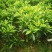 非洲茉莉各种规格低价出售