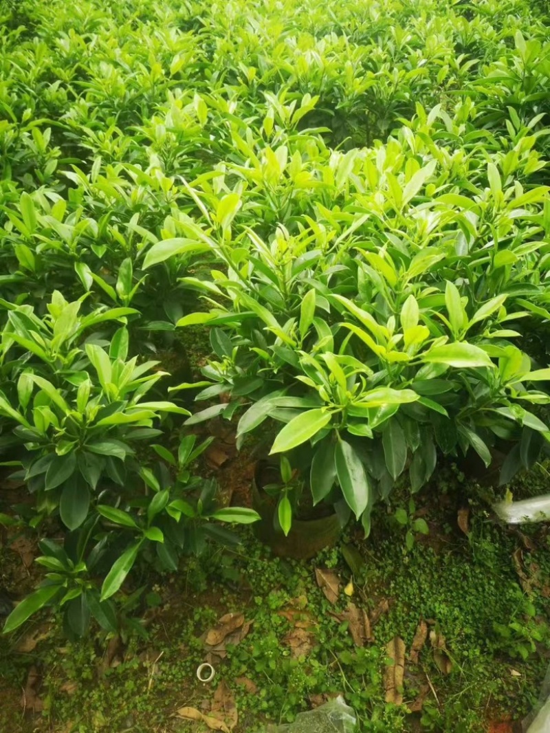 非洲茉莉各种规格低价出售