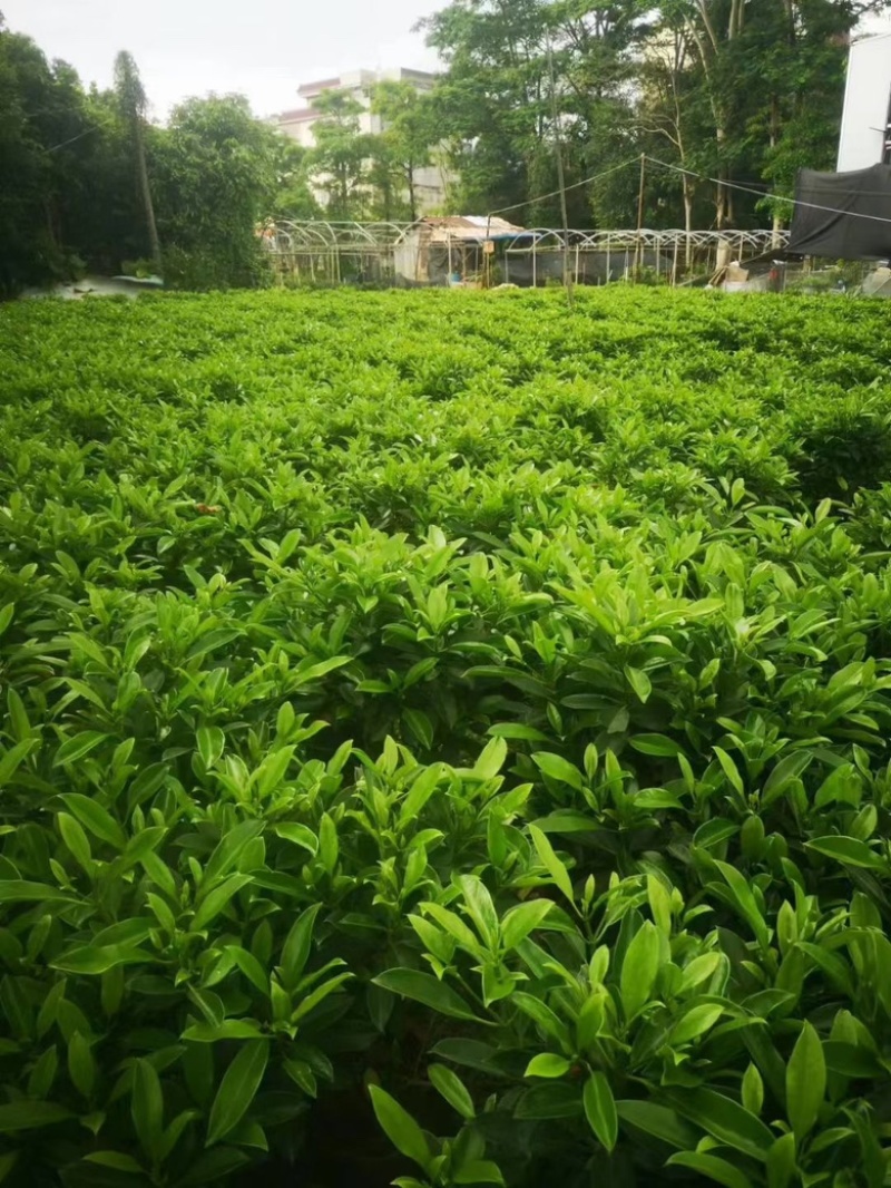 非洲茉莉各种规格低价出售