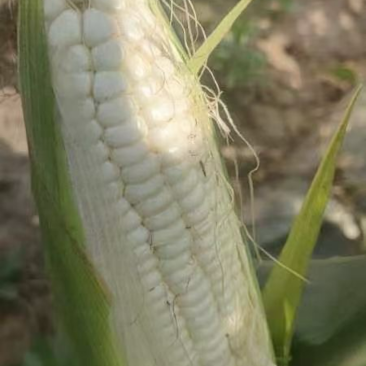 鲜玉米.白糯玉米大量上市啦！种植面积大、上货快、质量好…