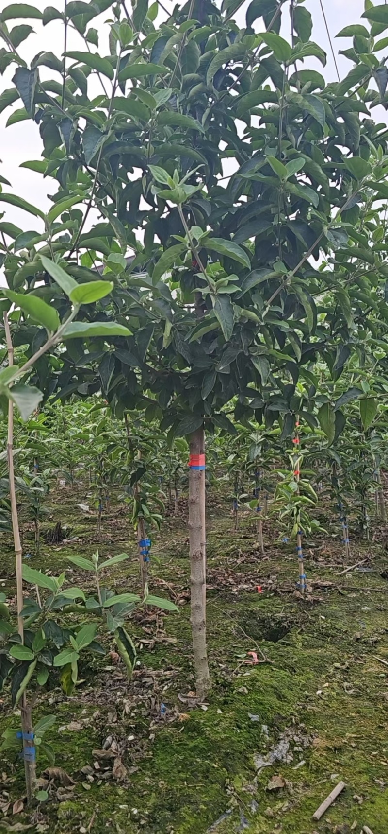 中华木绣球树状造型