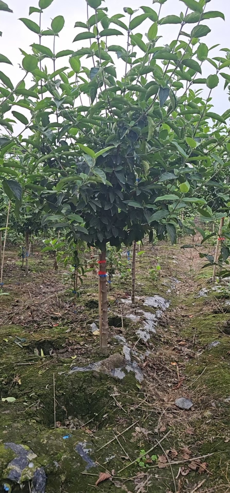 中华木绣球树状造型
