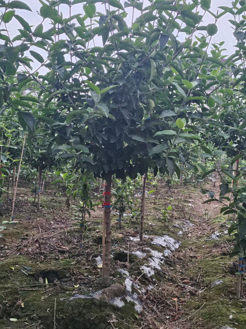 中华木绣球树状造型