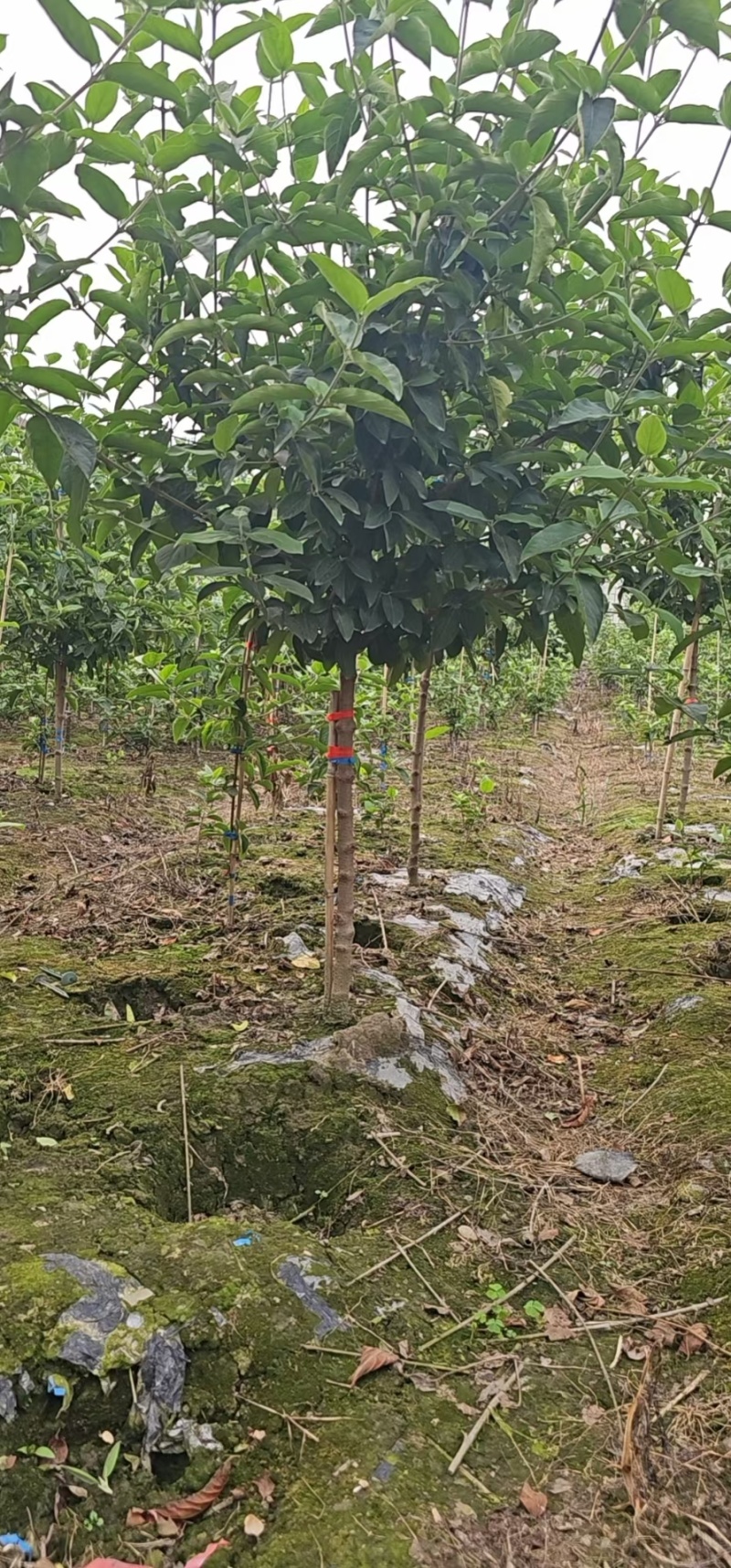 中华木绣球树状造型