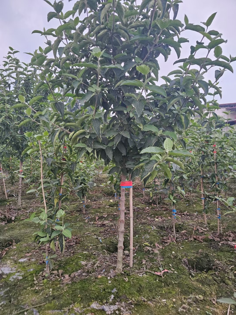 中华木绣球树状造型