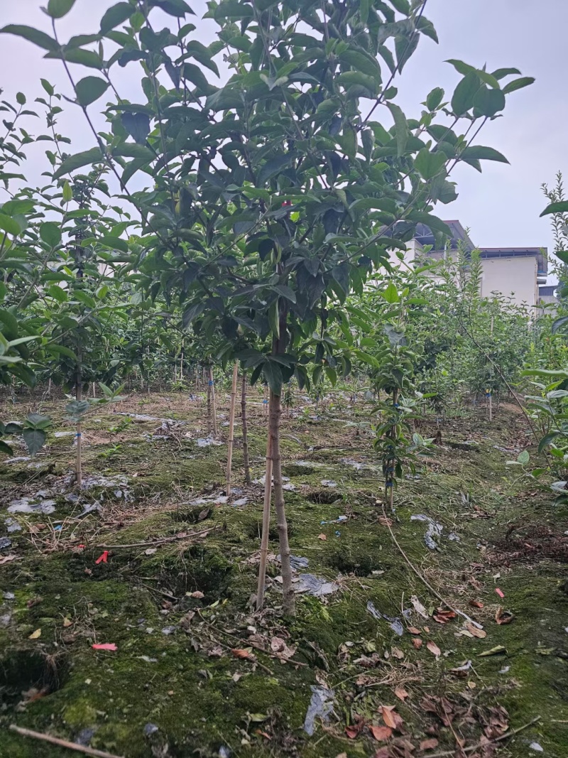 中华木绣球树状造型