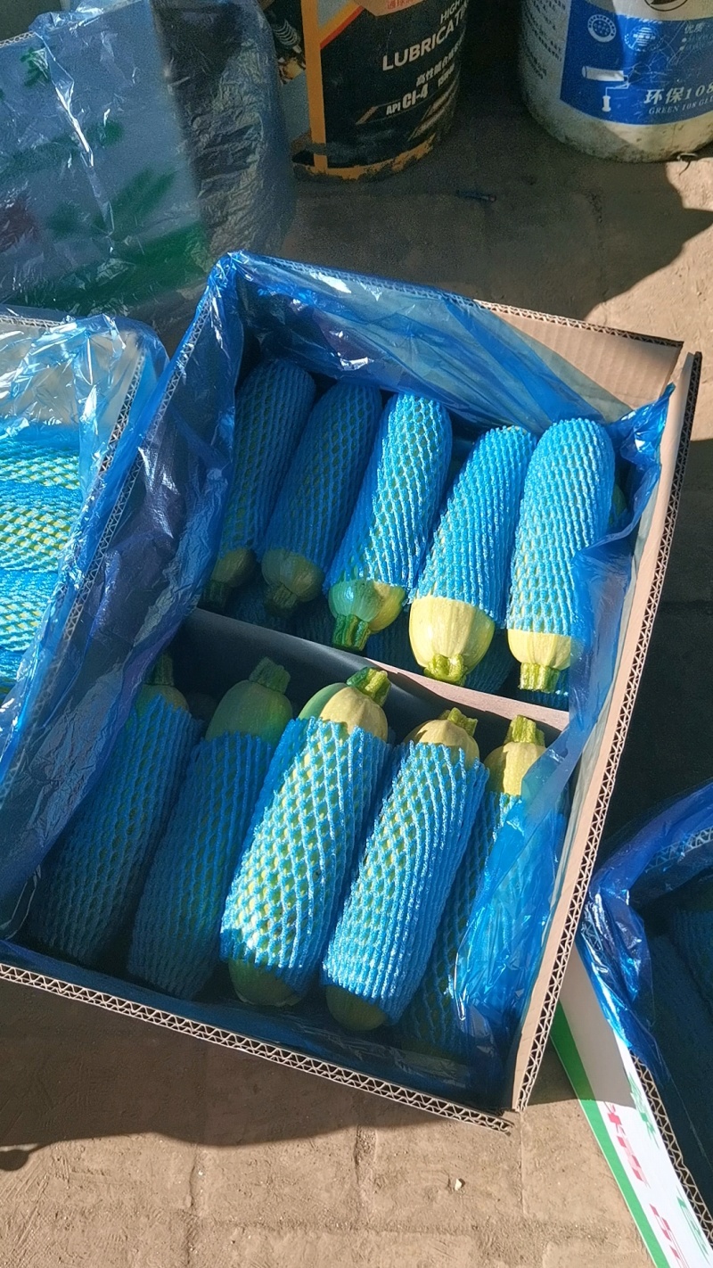 河北承德精品绿皮西葫芦角瓜茭瓜小瓜大量上市欢迎联系