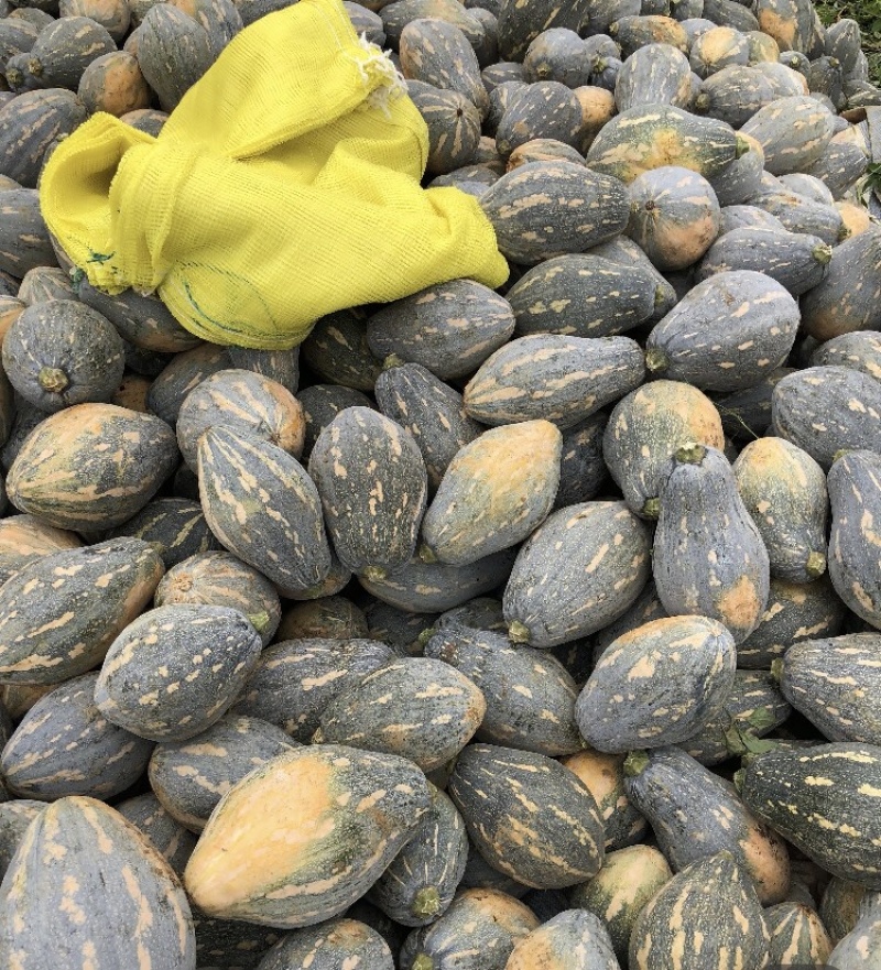 香芋南瓜基地直供新鲜采摘的小香芋南瓜贝贝南瓜