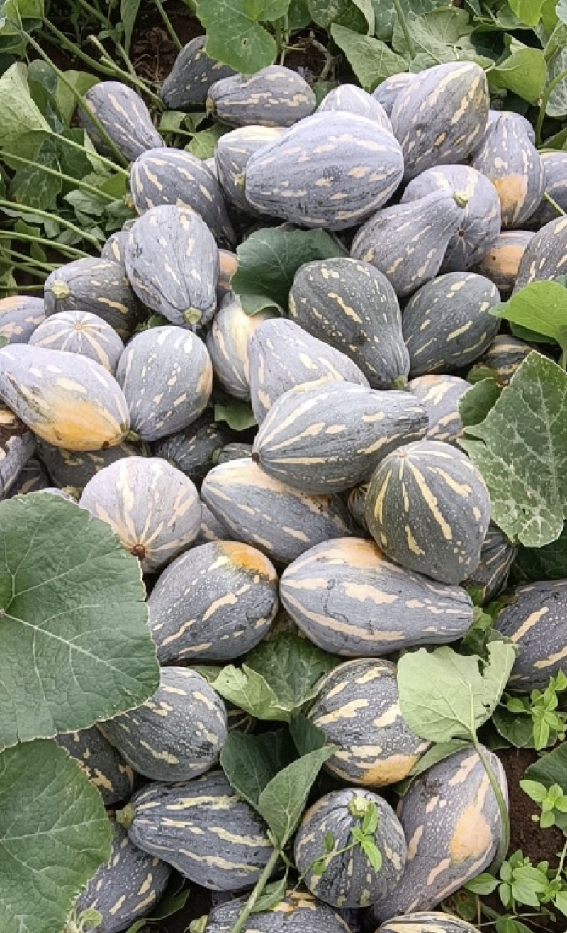 香芋南瓜基地直供新鲜采摘的小香芋南瓜贝贝南瓜