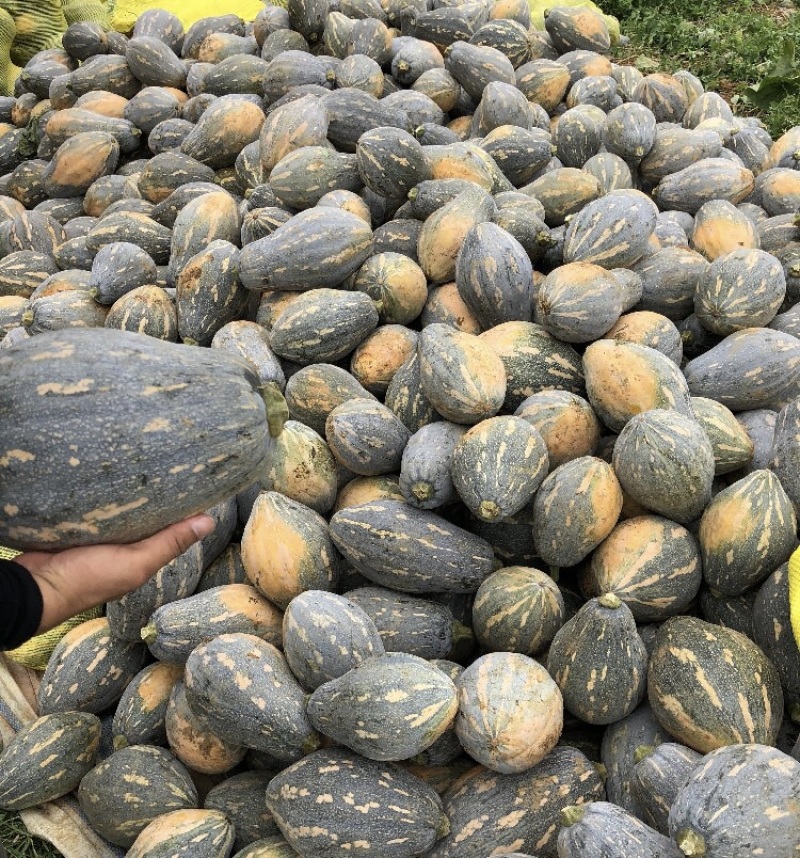 香芋南瓜基地直供新鲜采摘的小香芋南瓜贝贝南瓜