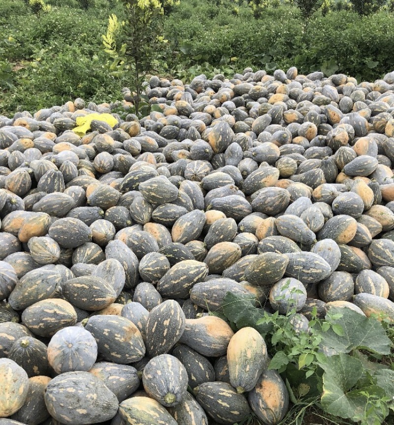 香芋南瓜基地直供新鲜采摘的小香芋南瓜贝贝南瓜