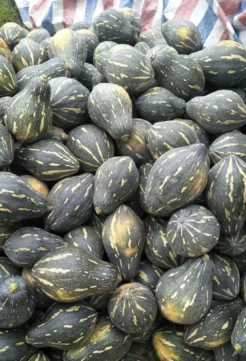 香芋南瓜基地直供新鲜采摘的小香芋南瓜贝贝南瓜