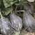 香芋南瓜基地直供新鲜采摘的小香芋南瓜贝贝南瓜