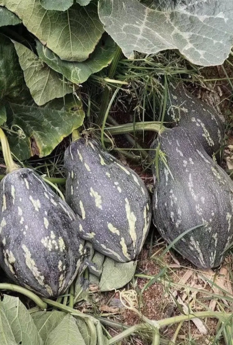 香芋南瓜基地直供新鲜采摘的小香芋南瓜贝贝南瓜