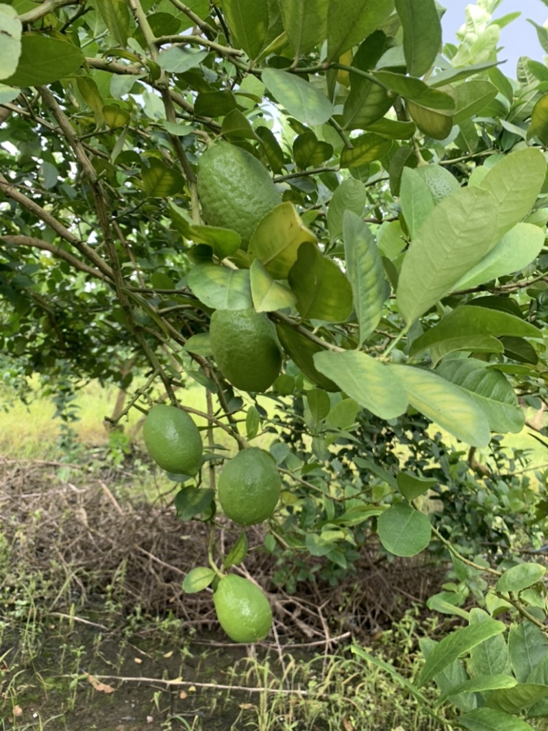 香水柠檬