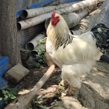 婆罗门鸡大型婆罗门种鸡鸡苗种