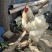 婆罗门鸡大型婆罗门种鸡鸡苗种
