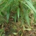 优质碧桃树苗大量供应中。红花桃树苗