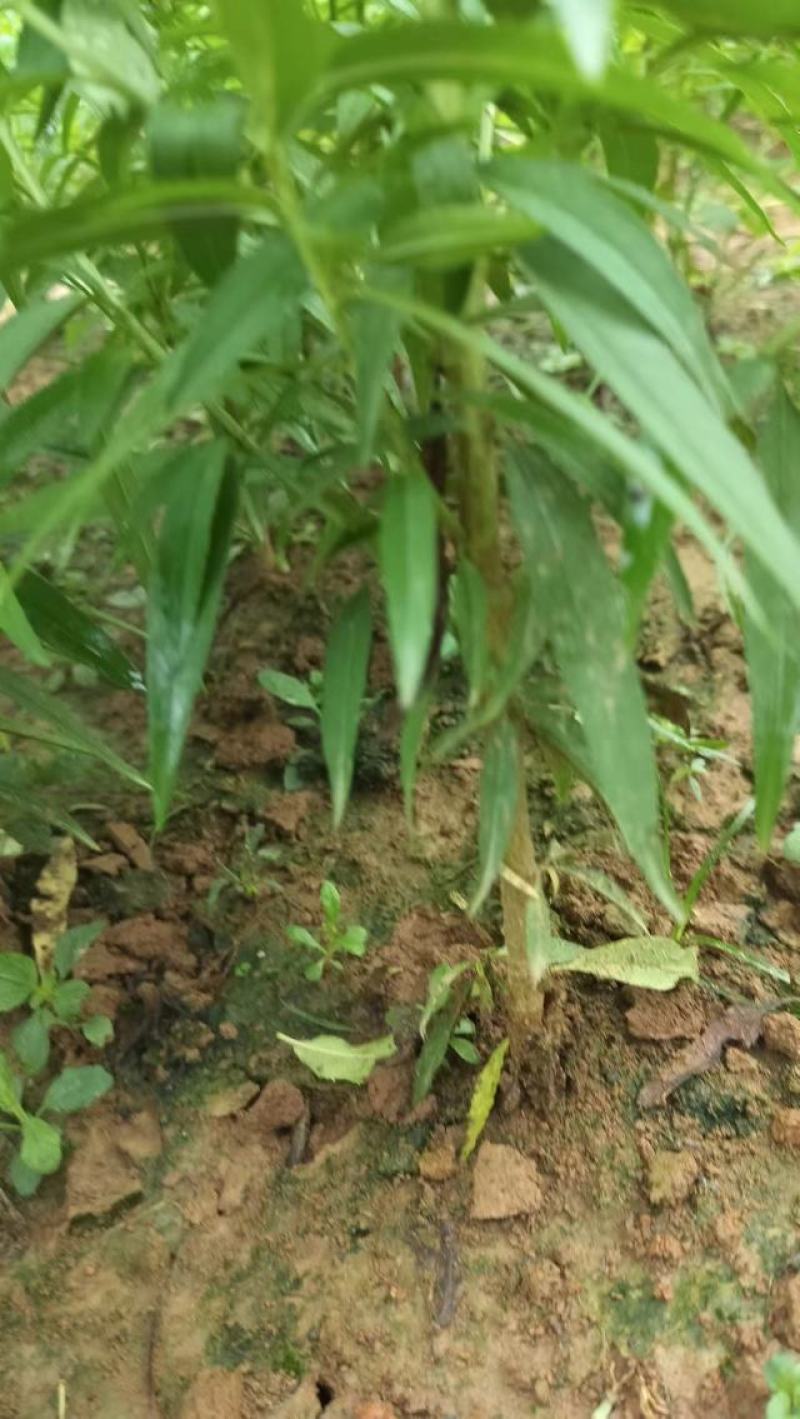 优质碧桃树苗大量供应中。红花桃树苗