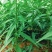 优质碧桃树苗大量供应中。红花桃树苗