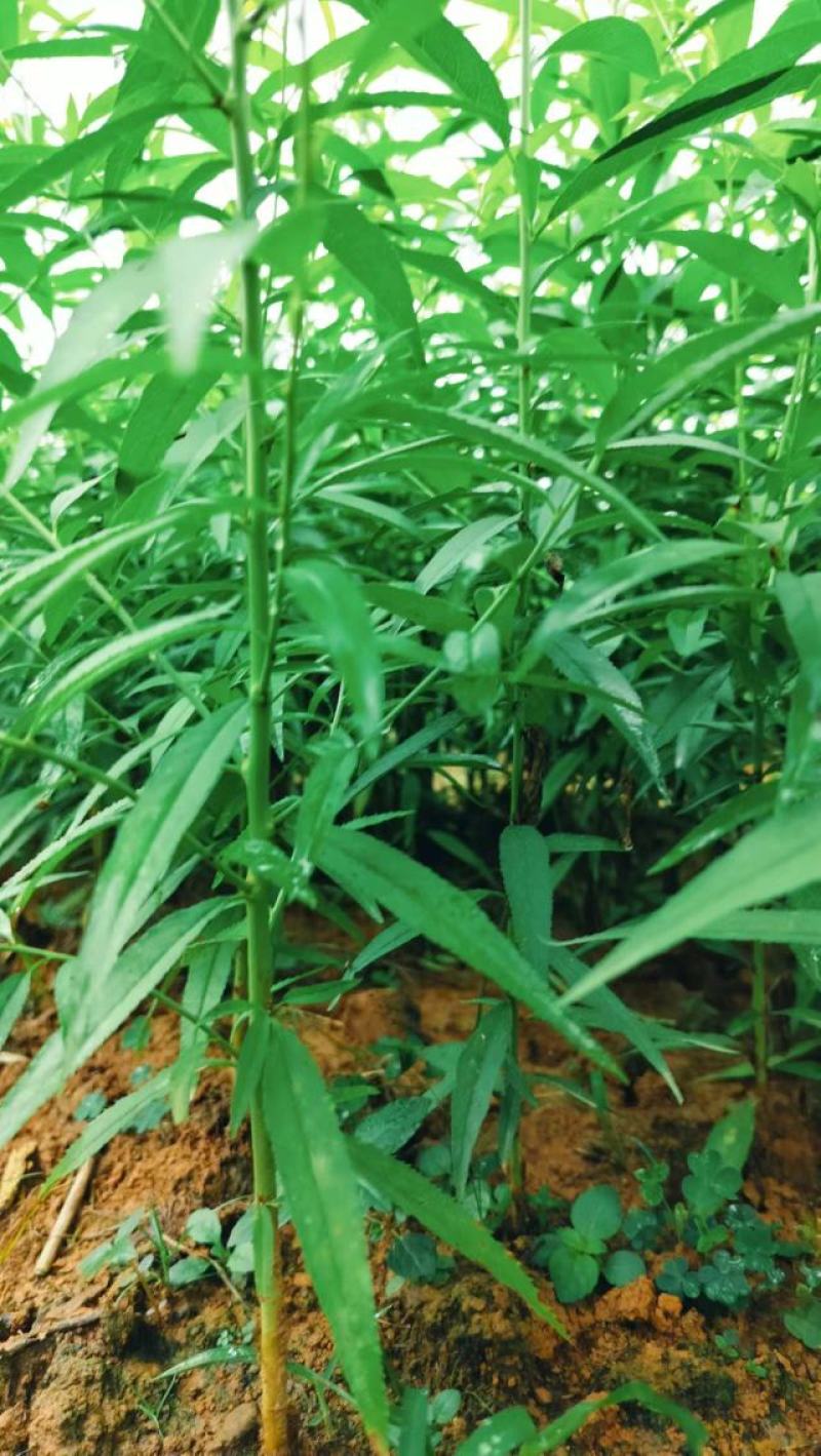 优质碧桃树苗大量供应中。红花桃树苗