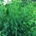 优质碧桃树苗大量供应中。红花桃树苗