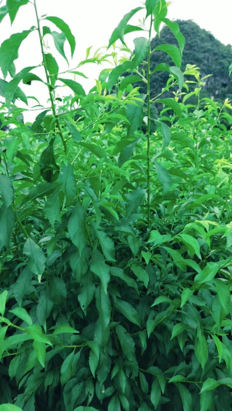 优质碧桃树苗大量供应中。红花桃树苗