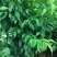 优质碧桃树苗大量供应中。红花桃树苗