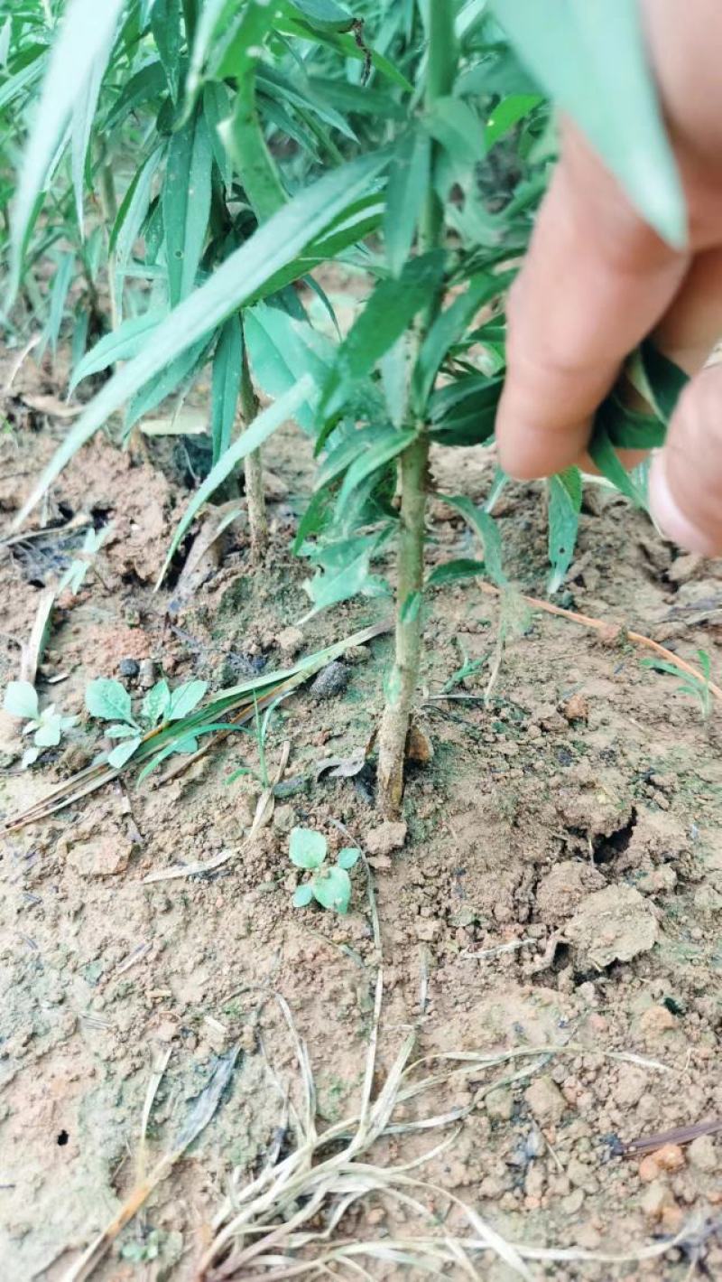 优质碧桃树苗大量供应中。红花桃树苗