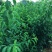 优质碧桃树苗大量供应中。红花桃树苗