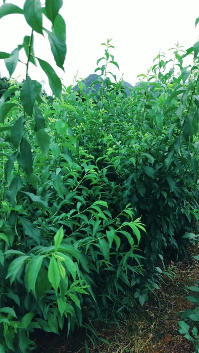 优质碧桃树苗大量供应中。红花桃树苗