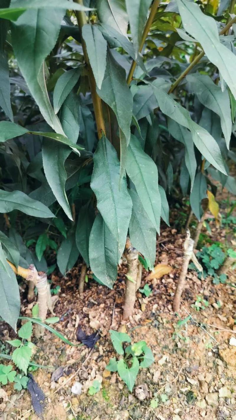 优质碧桃树苗大量供应中。红花桃树苗