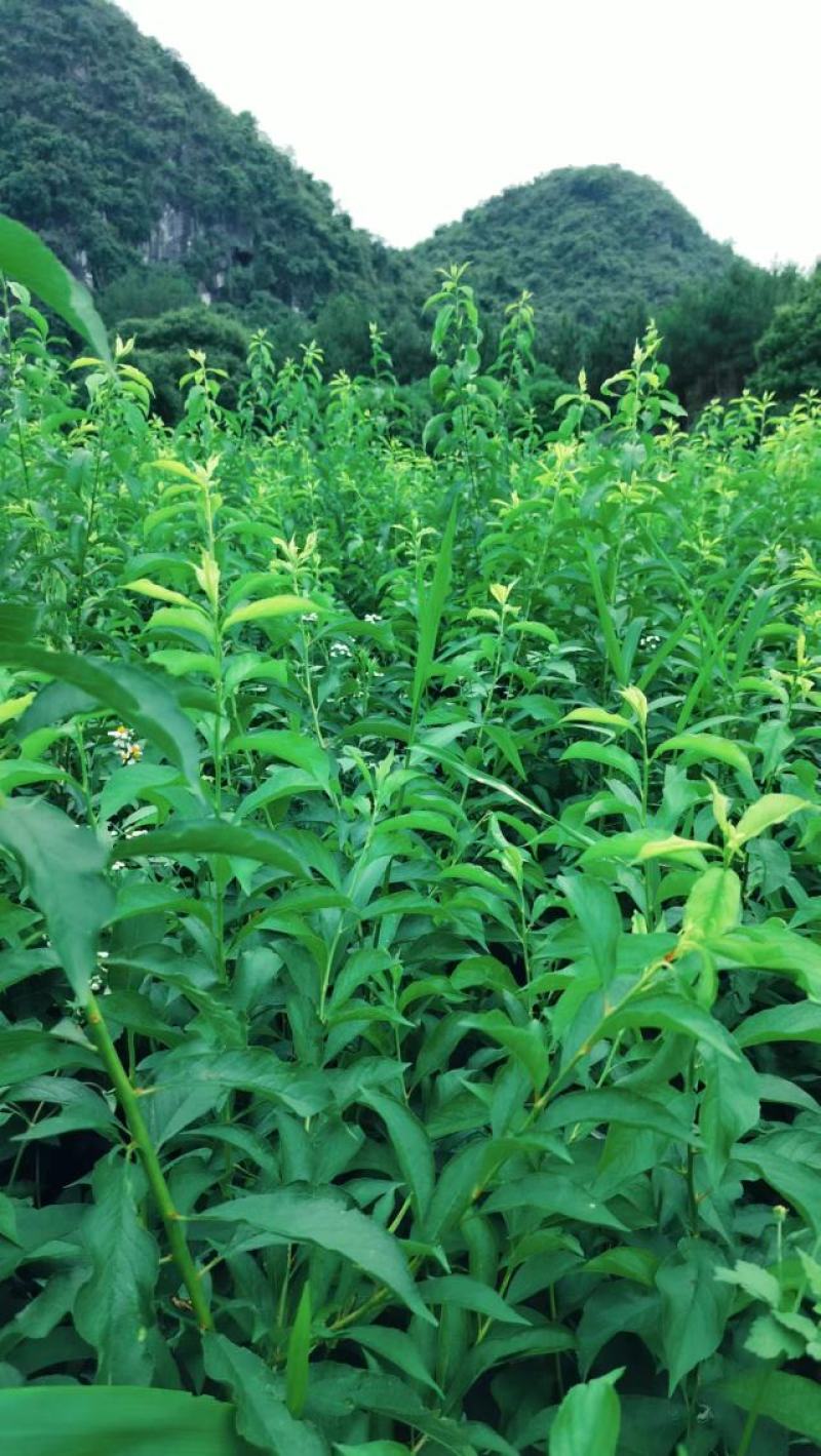 优质碧桃树苗大量供应中。红花桃树苗