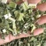 益母草，童子益母草，新货色青，自产自销，产地直发，有大货