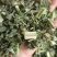 益母草，童子益母草，新货色青，自产自销，产地直发，有大货