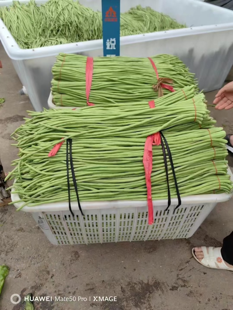 山东产地直发精品长豆角价格优惠代收代发全国