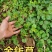 四川野生走游草又名金钱草，真金草，铺地莲全国包邮到家