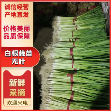 《四季蒜苗》精品直硬叶青蒜苗/水洗蒜苗/全国供应